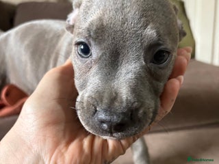 Staffordshire Bull Terrier dogs - Advert 22