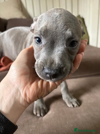 Staffordshire Bull Terrier dogs - Advert 2