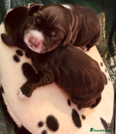 Cocker Spaniel dogs 🐶 COCKER SPANIEL PUPPIES 🐶 - Advert 4