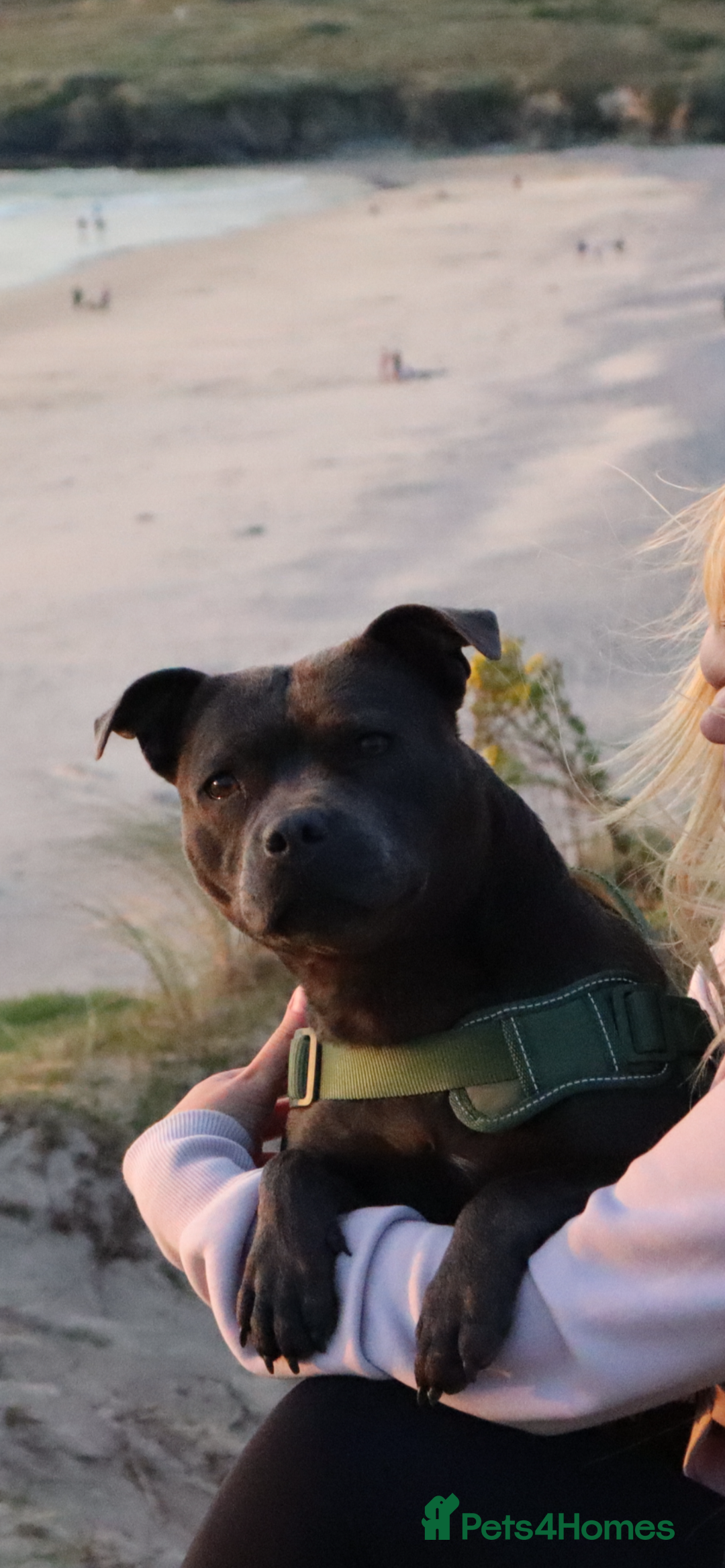 Staffordshire Bull Terrier dogs for sale: 6 blue Staffordshire bullterrier puppies for sale  - Advert 2