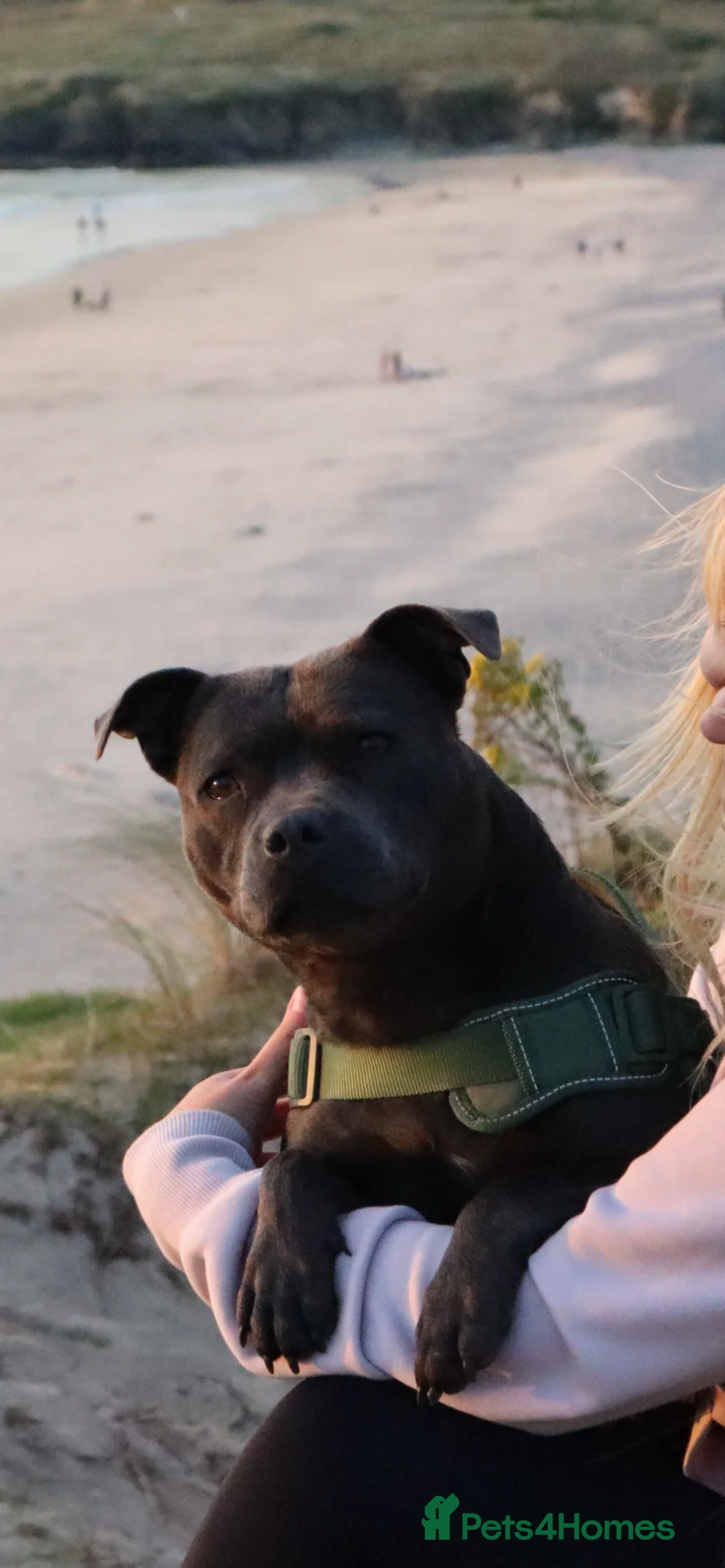 Staffordshire Bull Terrier dogs for sale: Only 1 available ; Blue Staffordshire bullterrier - Advert 4