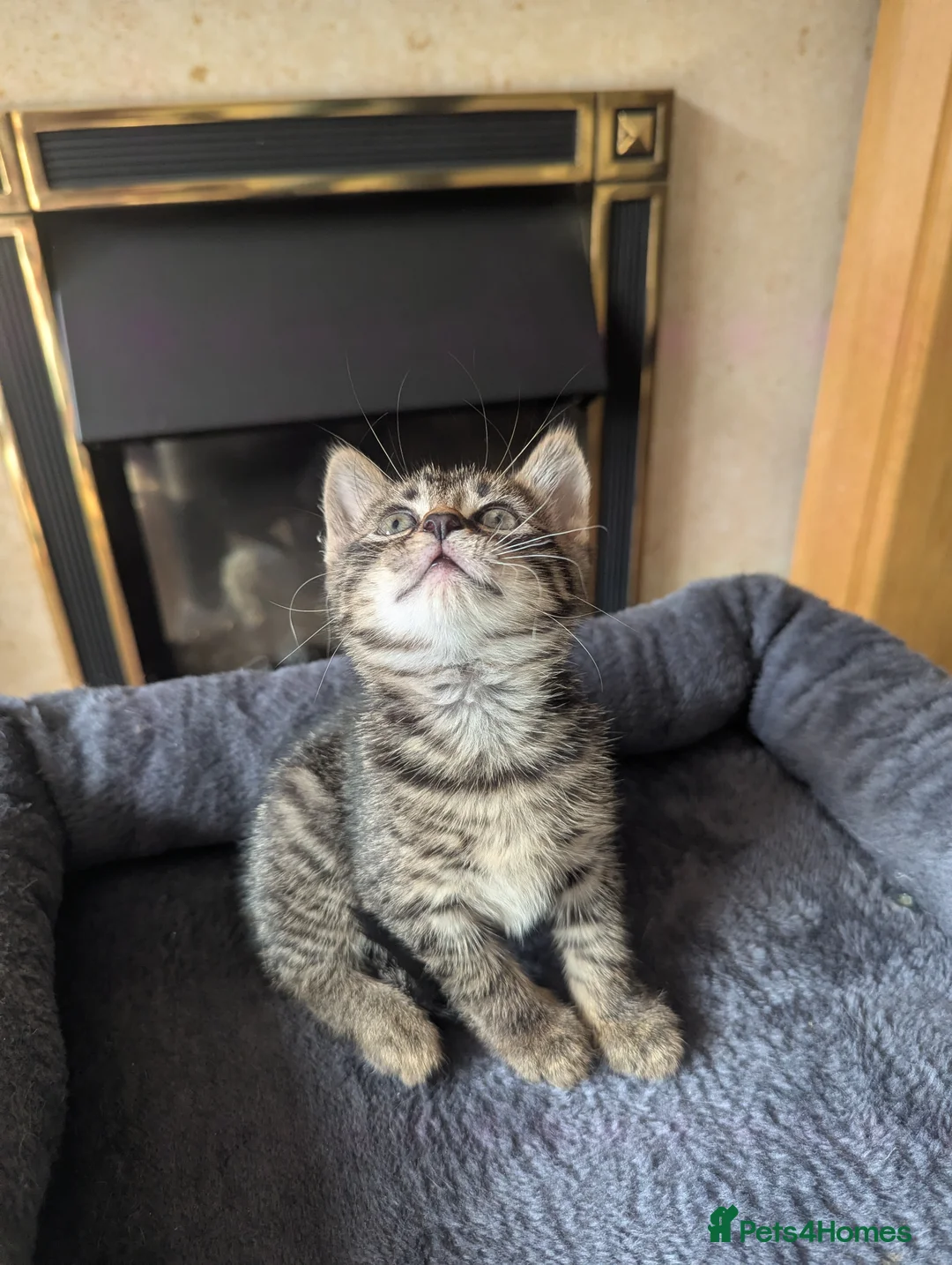 Mixed Breed cats for sale: Beautiful British short hair X - Advert 2