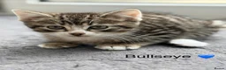 Maine Coon cats for sale: Adorable 7 Week Old Kittens – Ready Soon 🐾 - Advert 19