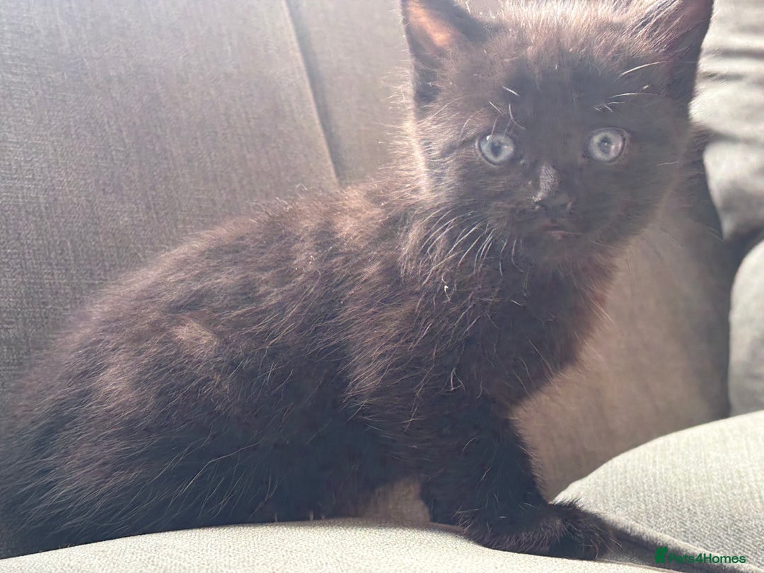 British Shorthair cats for sale: 2 beautiful kittens left  - Image 7