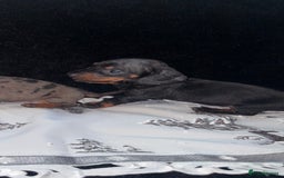 Miniature Dachshund dogs for sale: Beautiful litter of miniature dachshunds - Image 7