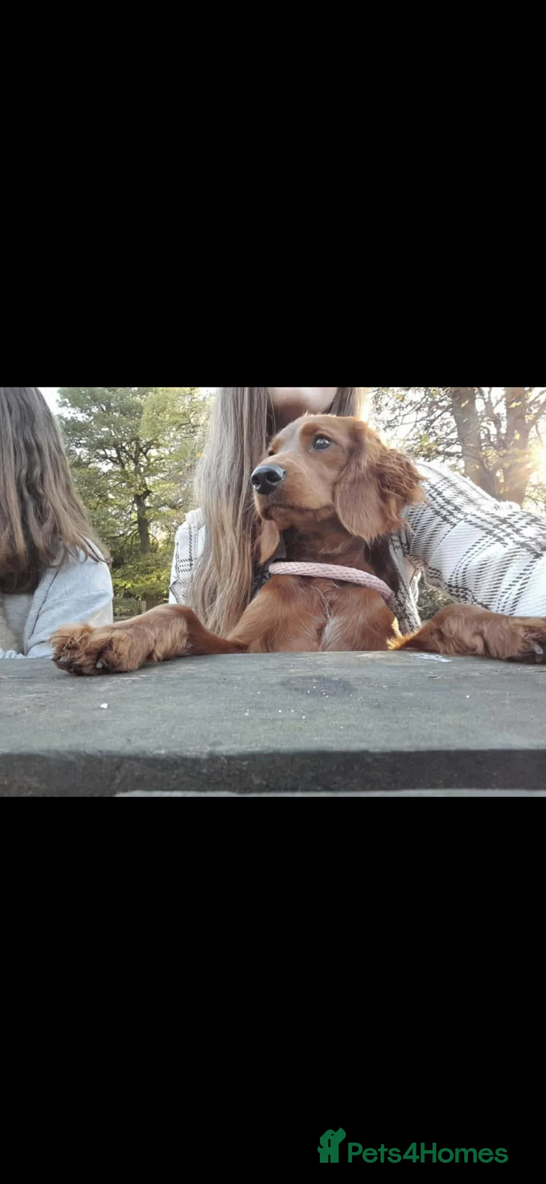 Cockapoo dogs for sale: Stunning deep red cockapoo puppies  - Advert 8