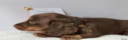 Miniature Dachshund dogs for sale: 5*Licensed Holistic +Kc reg+Pra Clear+Vet Checked - Advert 28