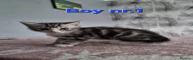 Mixed Breed Kitten 1