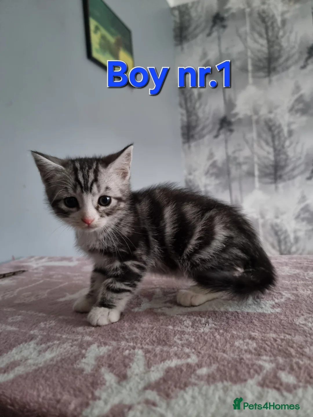 Mixed Breed cats for sale: Scottish straight mixed kittens  - Advert 9