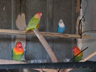 Lovebirds birds Aviary love birds - Advert 1