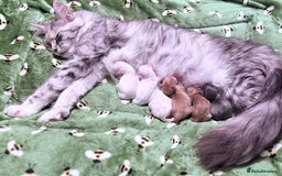 Maine Coon cats for sale: ANDERPRIDE HAVE KITTENS- INTEREST  OPEN  - Image 13