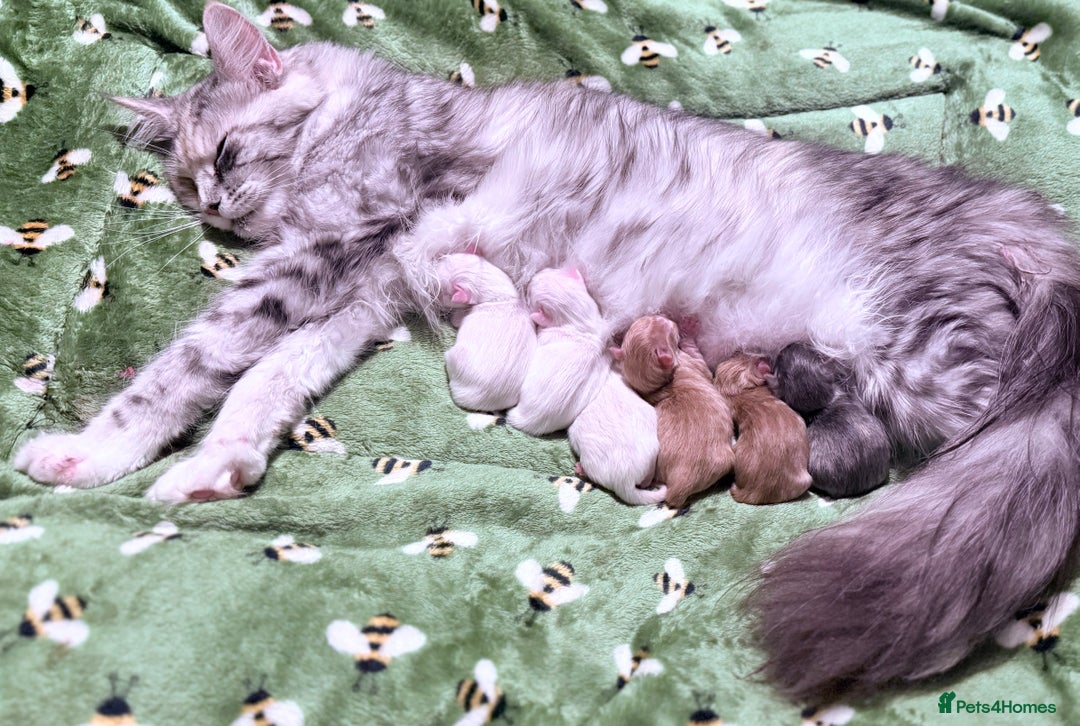 Maine Coon cats for sale: ANDERPRIDE HAVE KITTENS- INTEREST  OPEN  - Image 13
