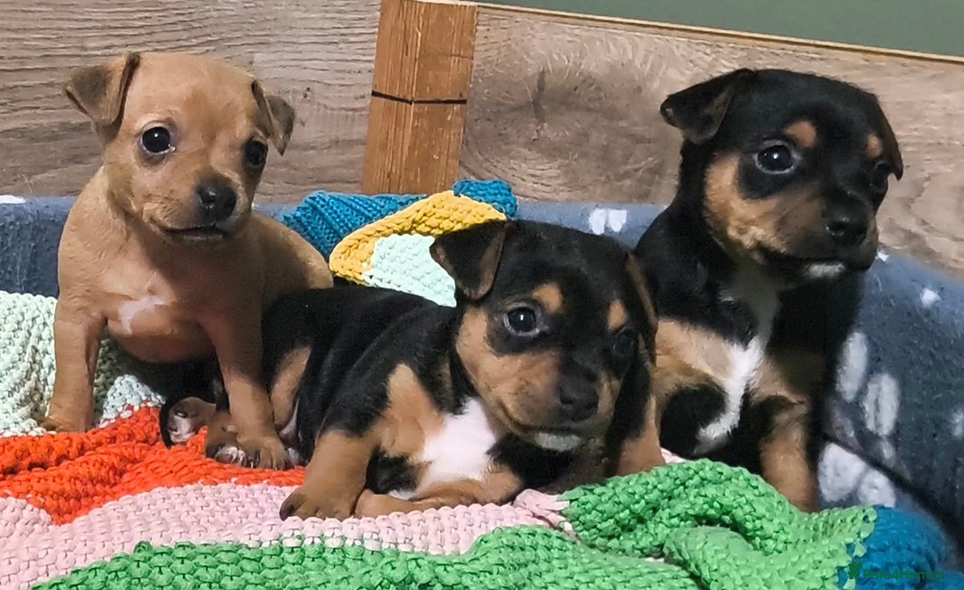 Jack Russell dogs for sale: Beautiful Jack Russell Terrier Puppies - Image 6