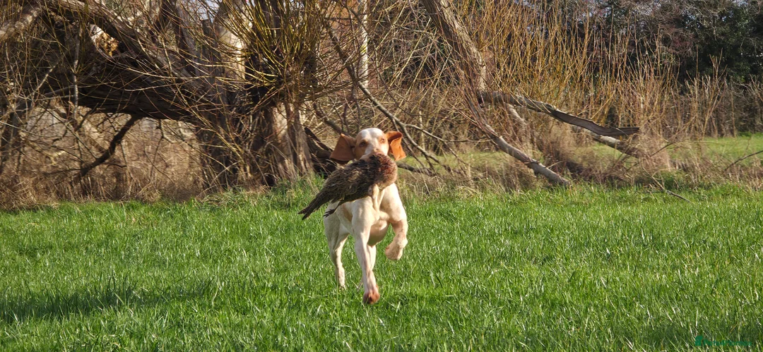 Bracco Italiano dogs for sale: Bracco Italiano Puppies Due March - Advert 3