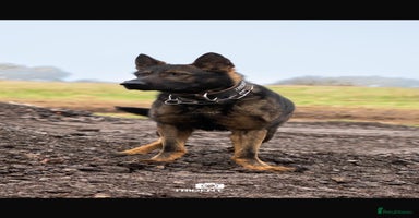 German Shepherd dogs - Advert 8
