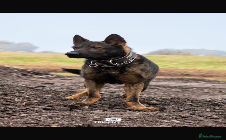 German Shepherd dogs - Advert 1