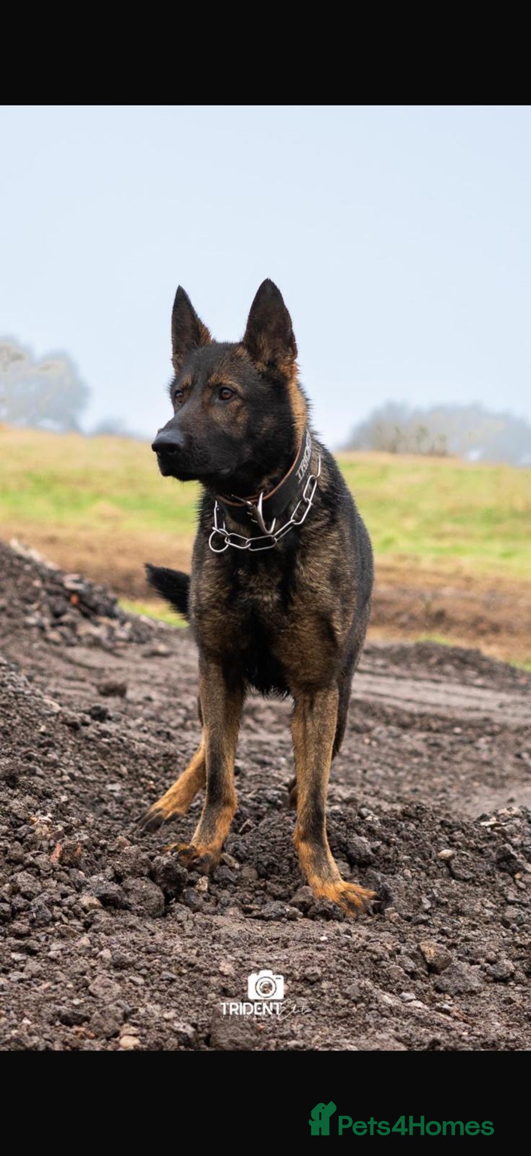 German Shepherd dogs for sale: Germany 🇩🇪 shepherd puppies dogs 🐕 big boned - Image 3