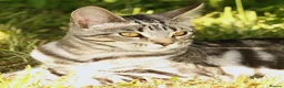 Maine Coon cats for sale: Half Maine Coon Kitten  - Advert 5