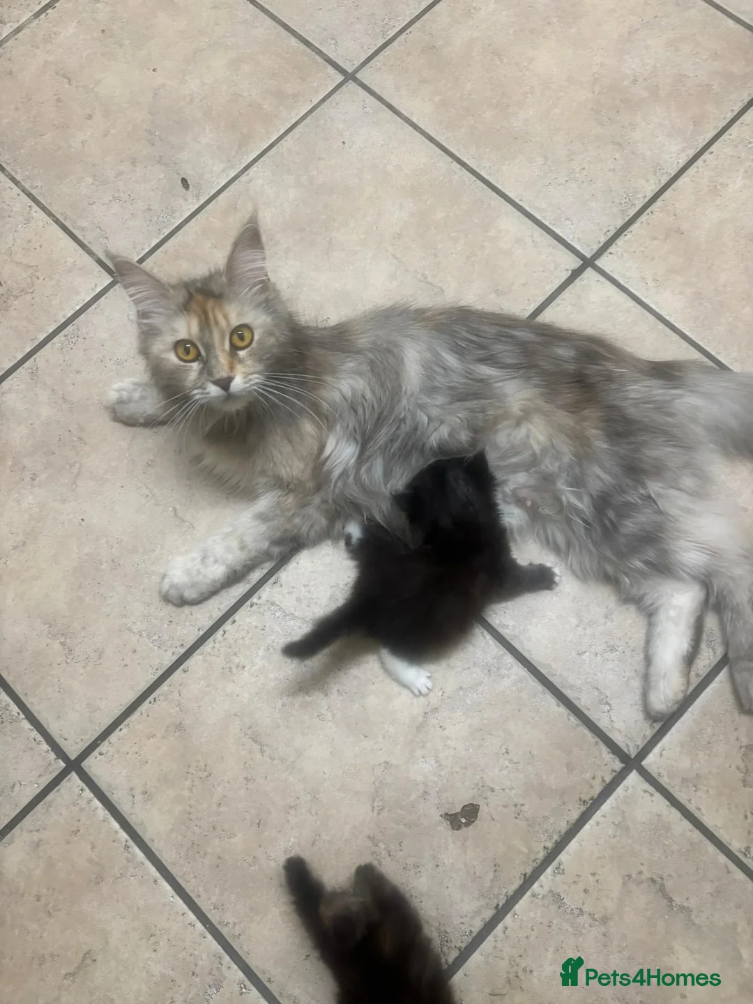 Mixed Breed cats for sale: Maine coon mix - Advert 2