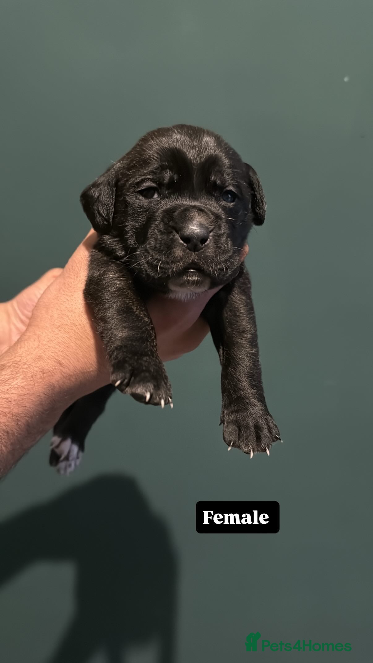 Presa Canario dogs Outstanding!! Presa Canario puppies - Advert 4