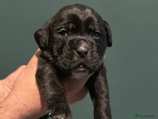 Presa Canario dogs Outstanding!! Presa Canario puppies - Advert 6