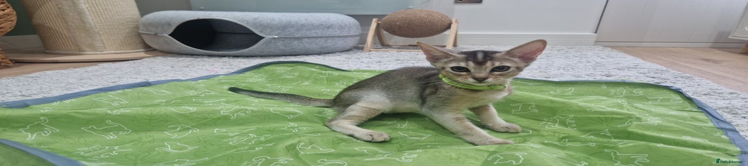 Abyssinian Green collar