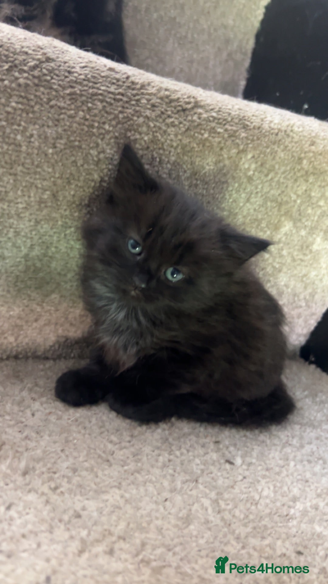 Mixed Breed cats ready for collection now  - Advert 5