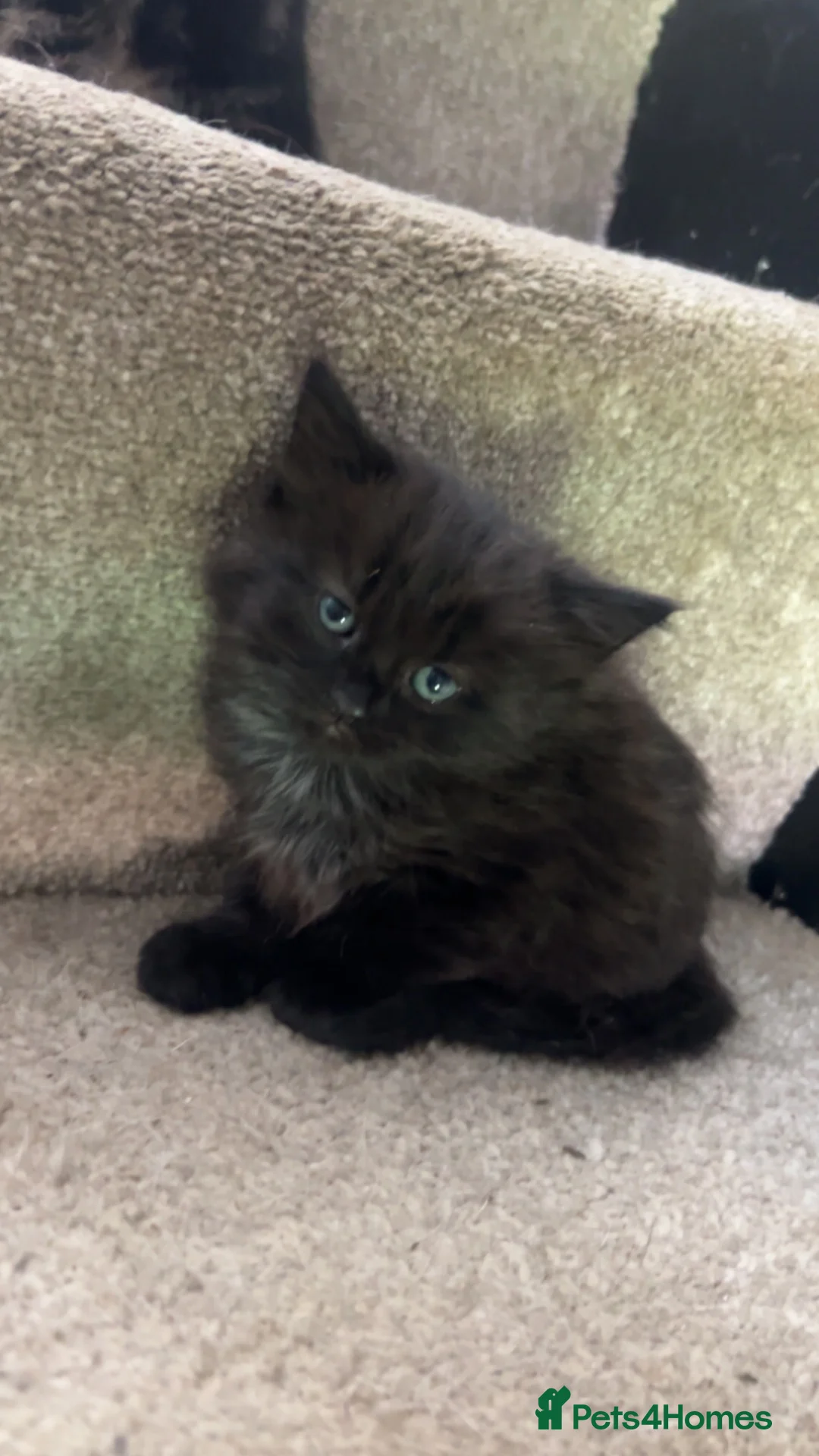 Mixed Breed cats for sale: ready for collection now  in Wrexham - Advert 1