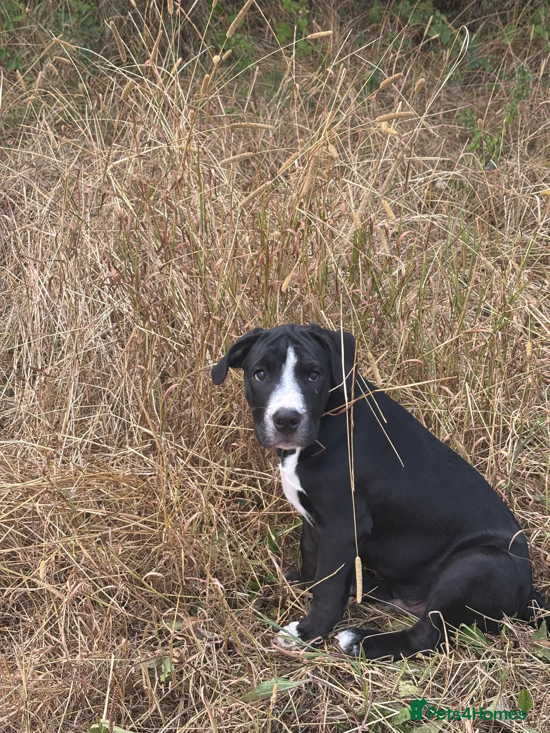 Mixed Breed dogs for sale: Bulldog x collie puppy  - Advert 2