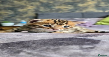 Bengal cats - Advert 10