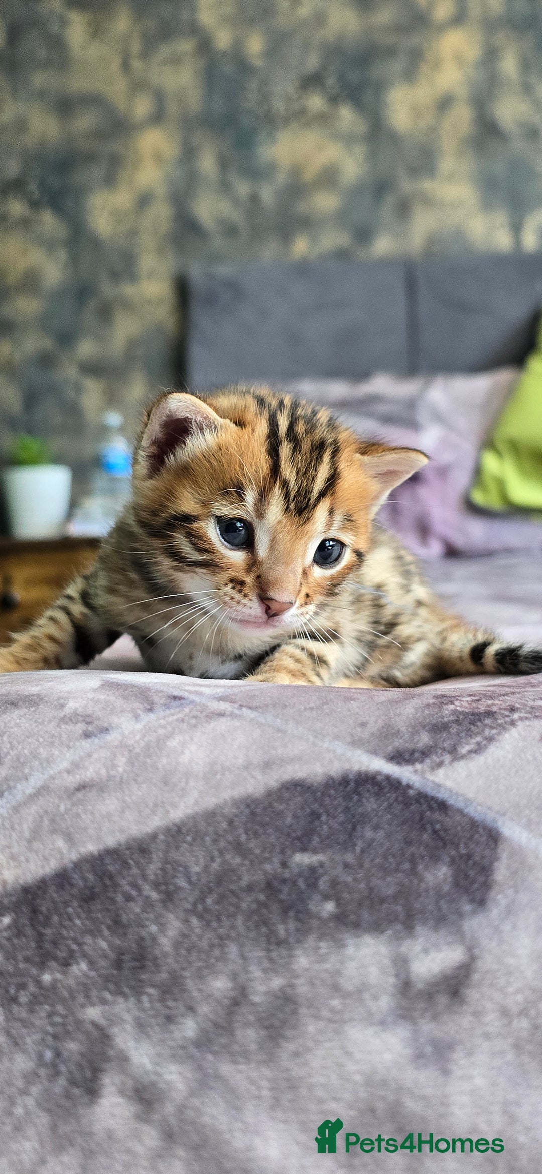 Bengal cats for sale: TICA Champion bengal kittens ready for reservation - Image 2
