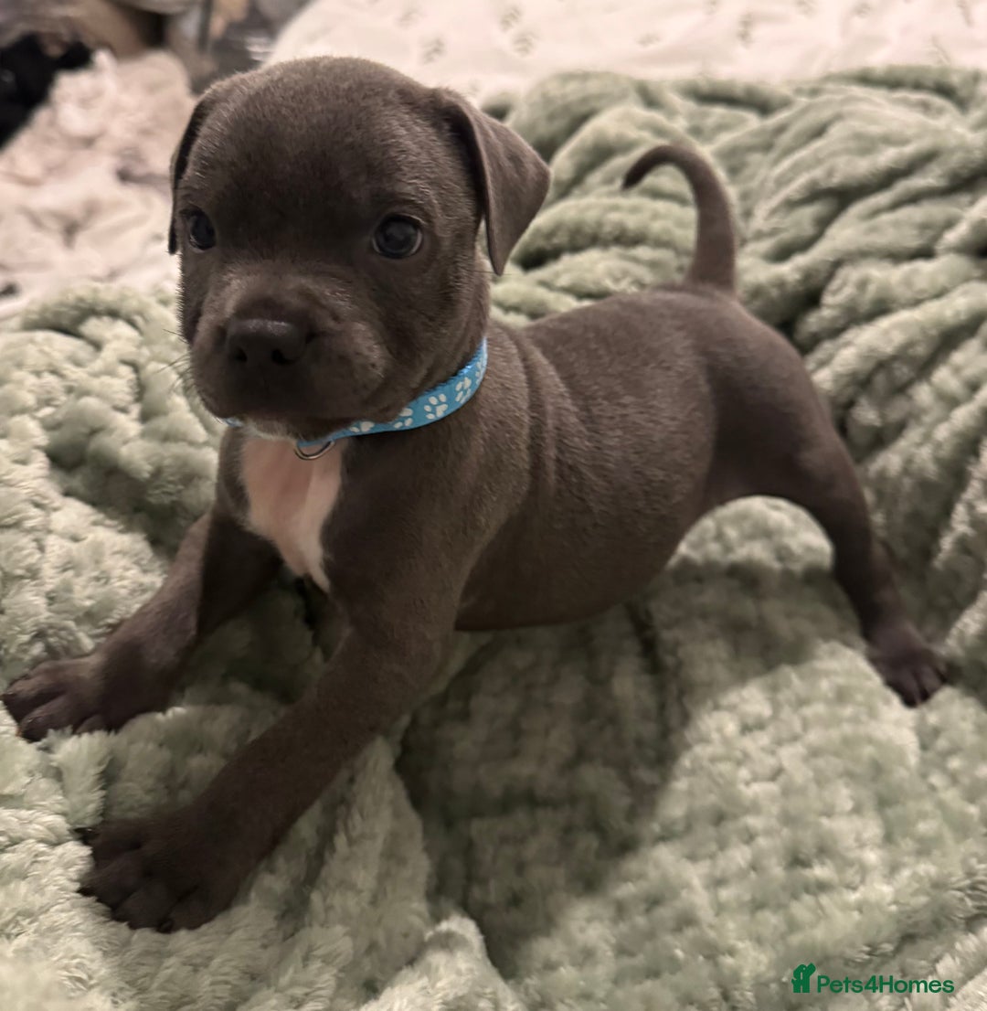 Staffordshire Bull Terrier dogs for sale: Stunning KC Blue Staffordshire Bull Terrier Pups - Image 26