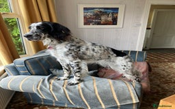 English Setter dogs for sale: 2yr. Pedigree working English setter sale/share - Image 15
