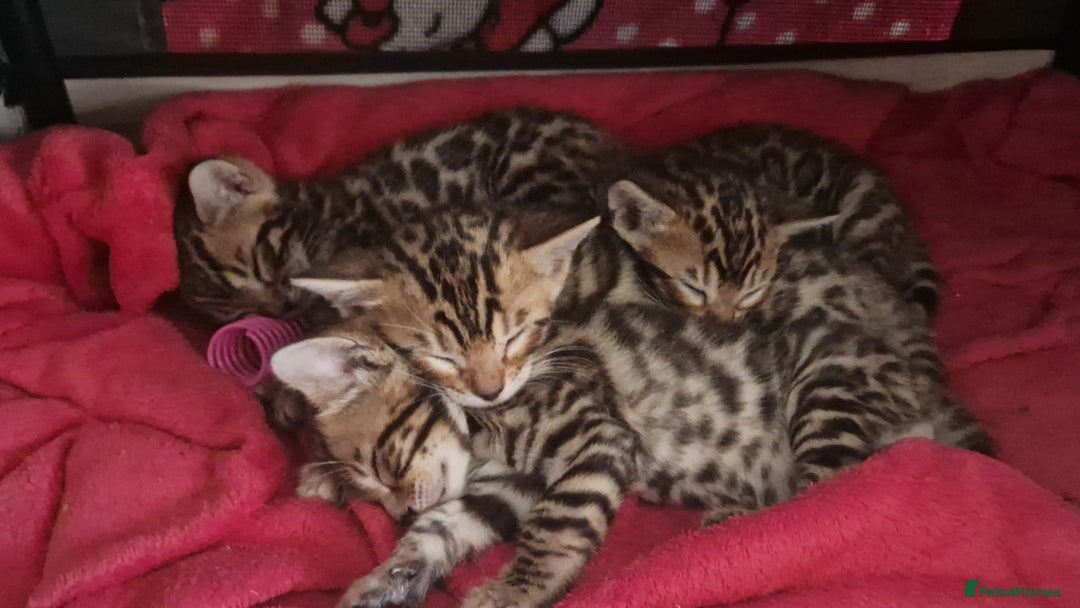 Bengal cats for sale: Amazing Bengal kittens 🥰 last boy left ❤️ in Corby - Image 28