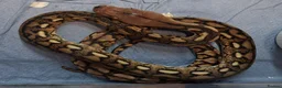 Python Snake reptiles for sale: Malayopython's Dwarf - Super Dwarfs - Advert 4