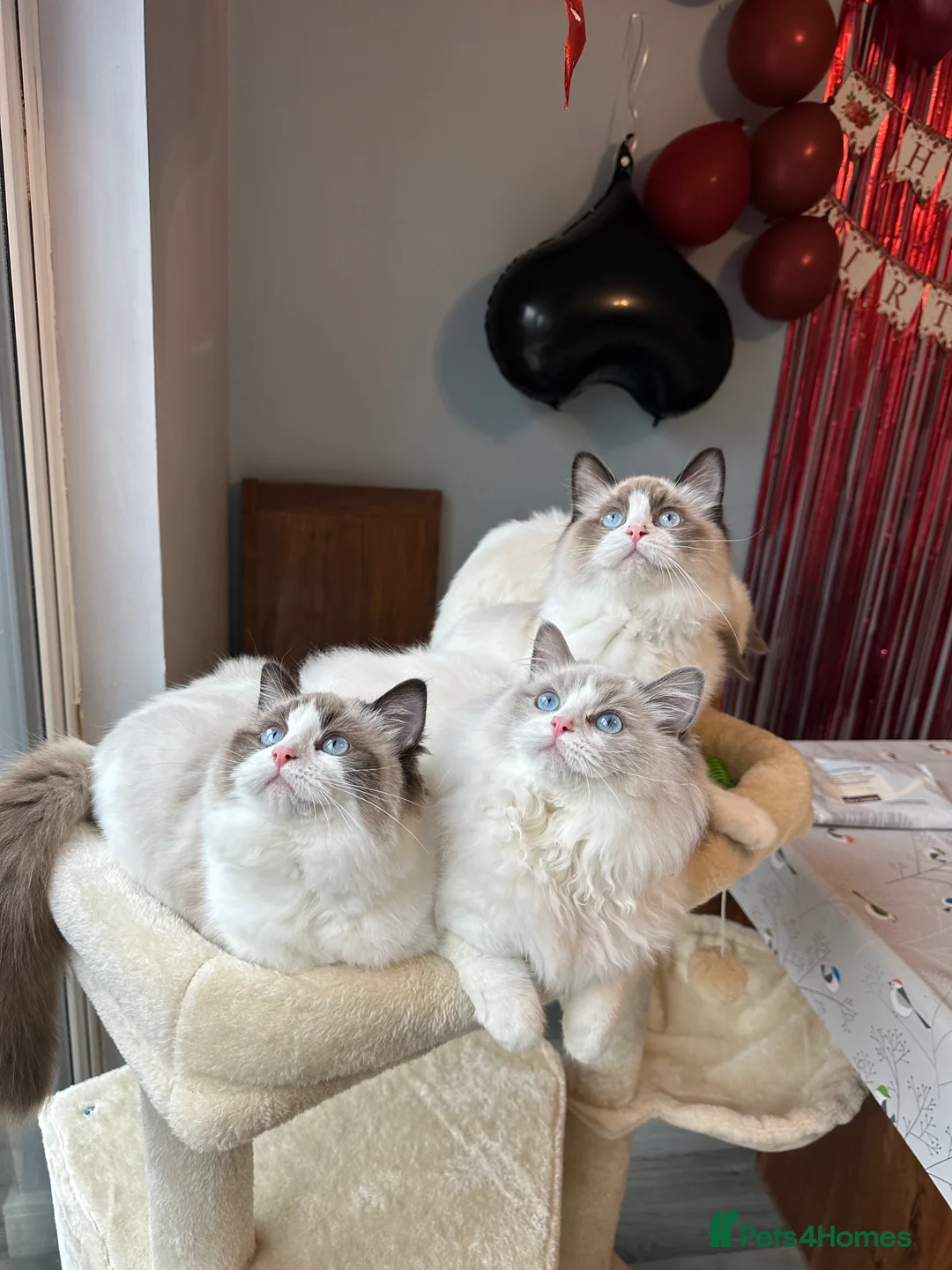 Ragdoll cats for sale:  ACTIVE CAT OR pet TICA Registered Ragdoll Kittens - Advert 2