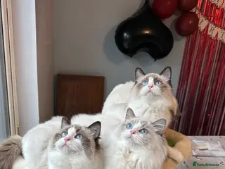 Ragdoll cats ACTIVE CAT OR pet TICA Registered Ragdoll Kittens - Advert 10