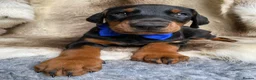 Dobermann dogs for sale: *KC REGISTERED* HEALTH TESTED DOBERMAN PUPPIES - Advert 33