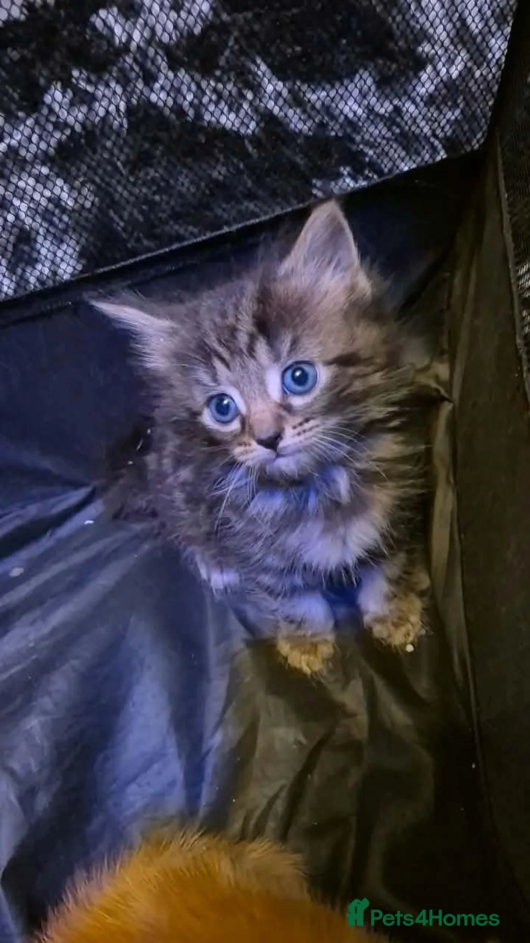 Mixed Breed cats for sale:  Kittens in Leeds - Advert 2