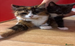 British Shorthair cats for sale: 3 x beautiful girls ready to go 8th November  - Image 3