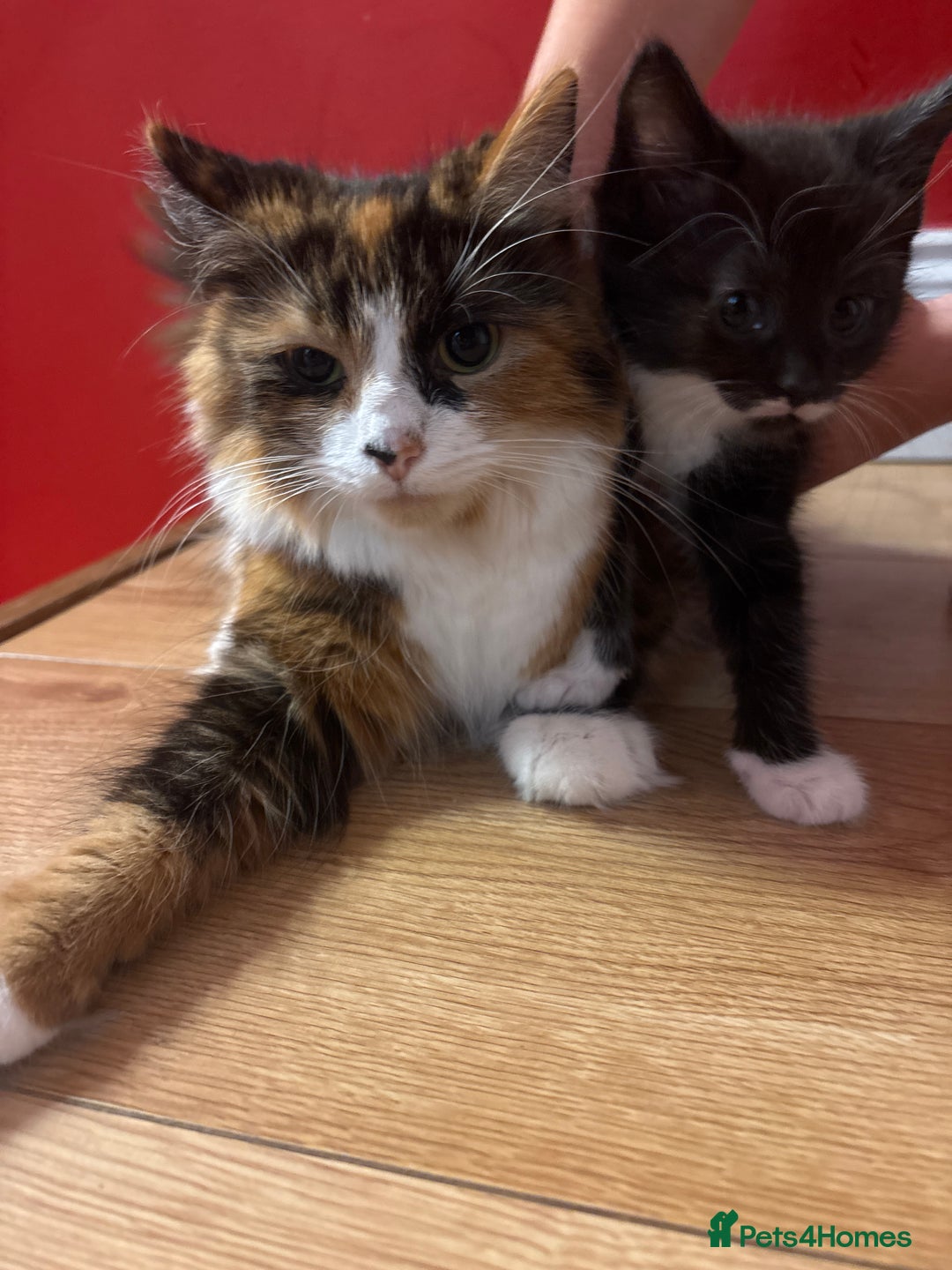 British Shorthair cats for sale: 3 x beautiful girls ready to go 8th November  - Image 3