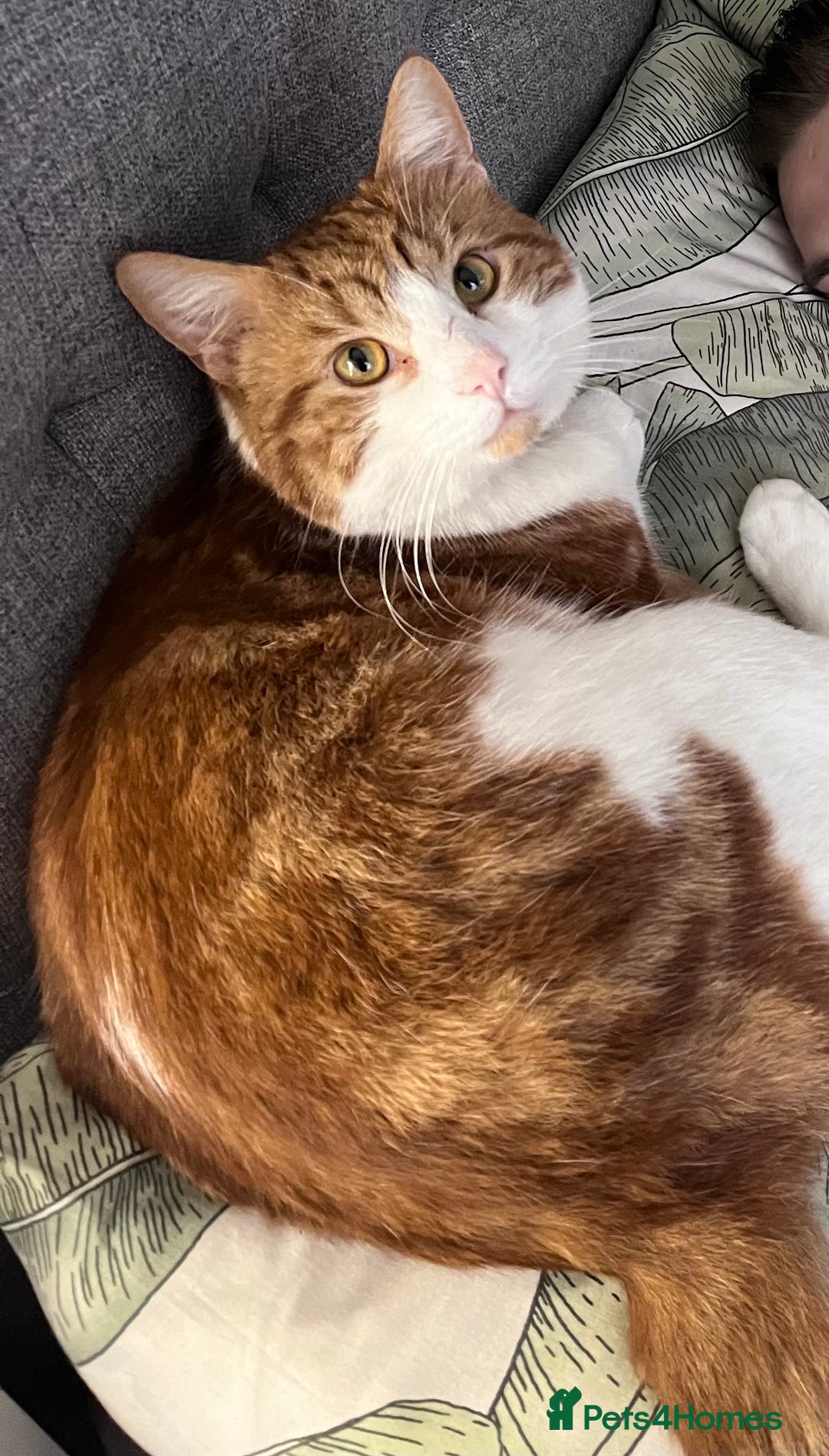 Domestic Shorthair cats for sale: Gorgeous Male Domestic Shorthair Tabby - Image 19