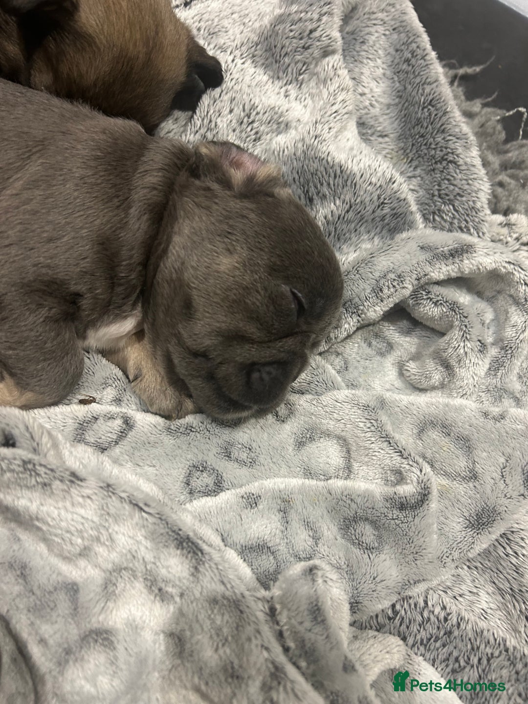 French Bulldog dogs for sale: French bulldog pups  - Advert 23