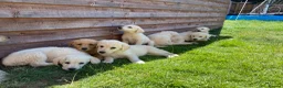 Labradoodle dogs for sale: Beautiful Labradoodle x Fox Red Labrador Puppies  - Advert 4