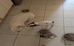 French Bulldog dogs for sale: 2 French Bulldog Puppies for Sale in Bootle - Image 7