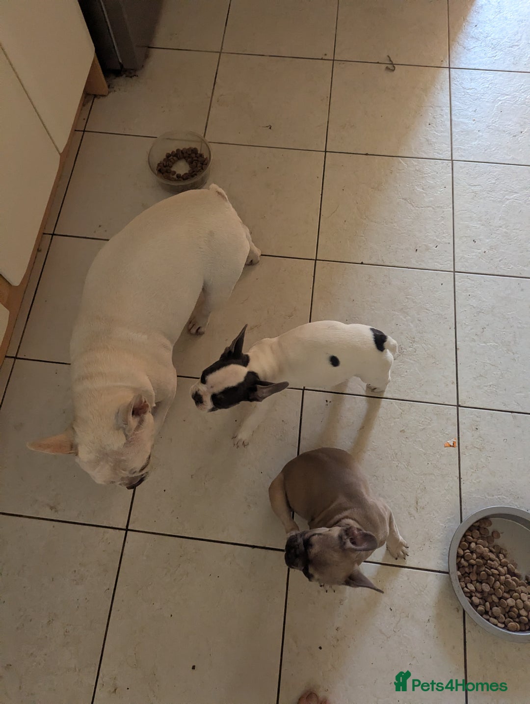 French Bulldog dogs for sale: 2 French Bulldog Puppies for Sale in Bootle - Image 7