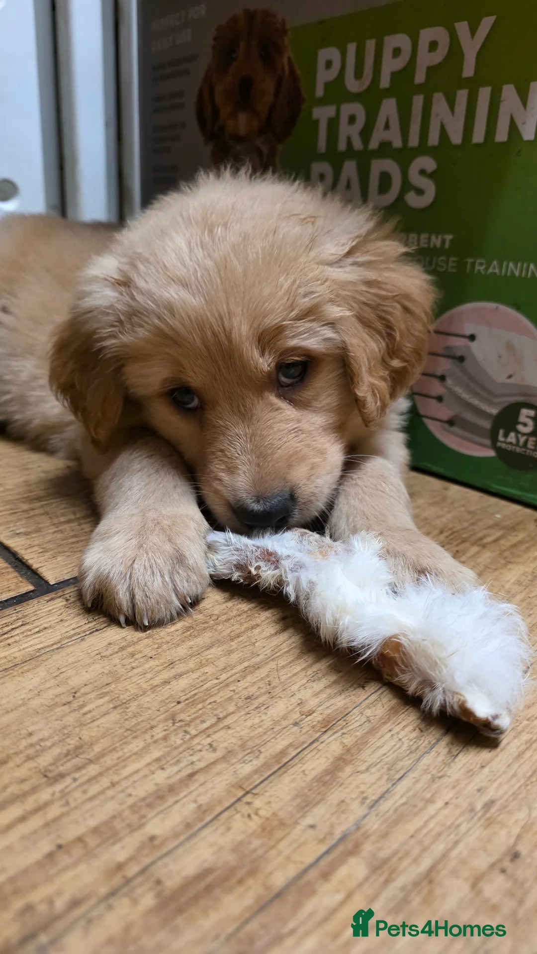 Golden Shepherd dogs for sale: Golden shepherd girl - Advert 1