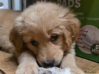 Golden Shepherd dogs Golden shepherd girl - Advert 1