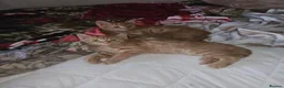 Mixed Breed cats for sale: Kittens to rehome  in Leicester - Advert 7