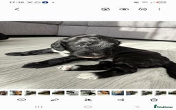 Cockapoo dogs for sale:  Cockapoo Puppies Ready for Their Forever Homes! - Advert 3